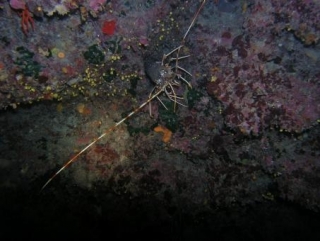  Fauna nativa 